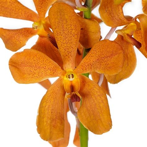 Orange Mokara Orchids | FiftyFlowers.com