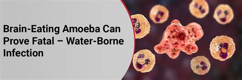 Brain-Eating Amoeba Can Prove Fatal – Water-Borne Infection