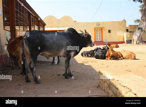 Brahman cow hi-res stock photography and images - Alamy