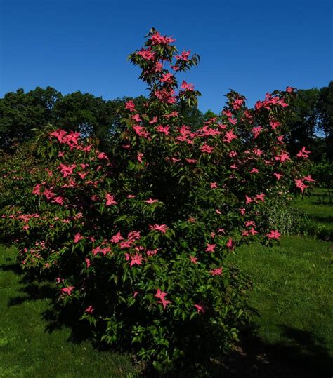 Cornus Kousa Scarlet Fire® Scarlet Fire® Kousa Dogwood From Dietrich