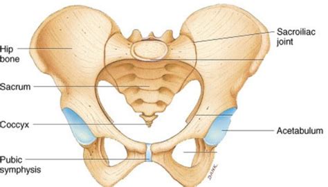 Lecture 5 Hip Pelvis Flashcards Quizlet