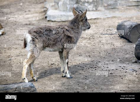 A cute young Siberian ibex (Capra sibirica) with small horns standing ...