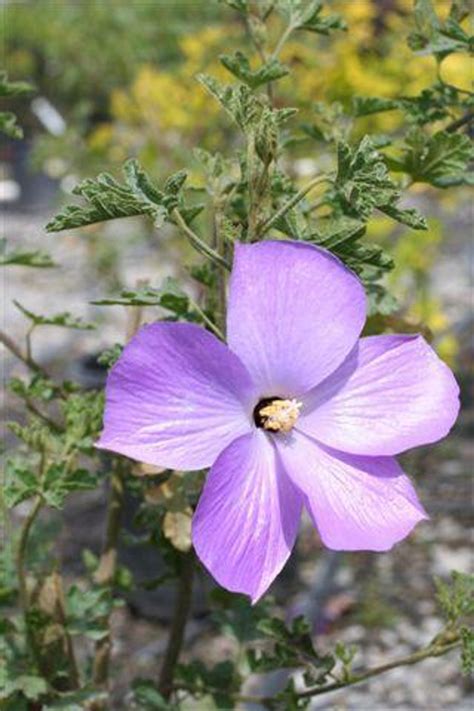 Alyogyne Huegelii Monterey Bay Devil Mountain Wholesale Nursery