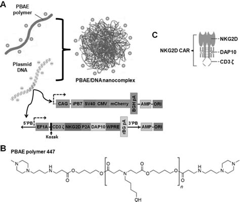 Characterization Of Piggybac Nkg2dcarpbae 447 Vector Construct A