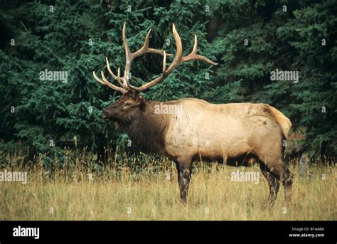 Wapiti Hirsch Fotos Und Bildmaterial In Hoher Auflösung Alamy