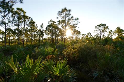 Pine Rocklands Tropical Audubon Society