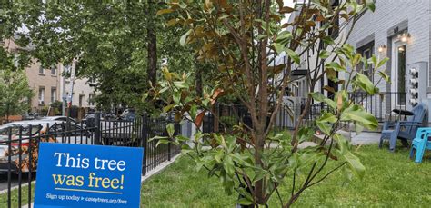 how much does it cost to move trees