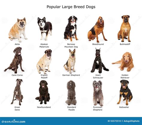 large red dog   breed south african boerboel lies   photo