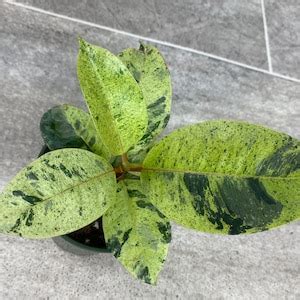 Ficus Moonshine Variegated Shivereana - Etsy