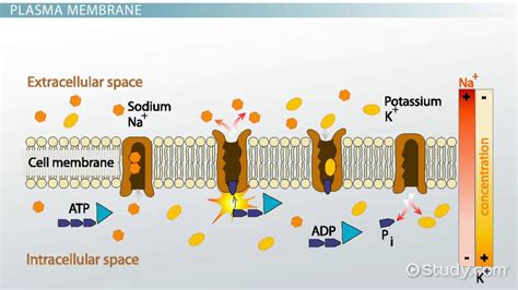 Membrane Potential Calculation Equation And Function Lesson