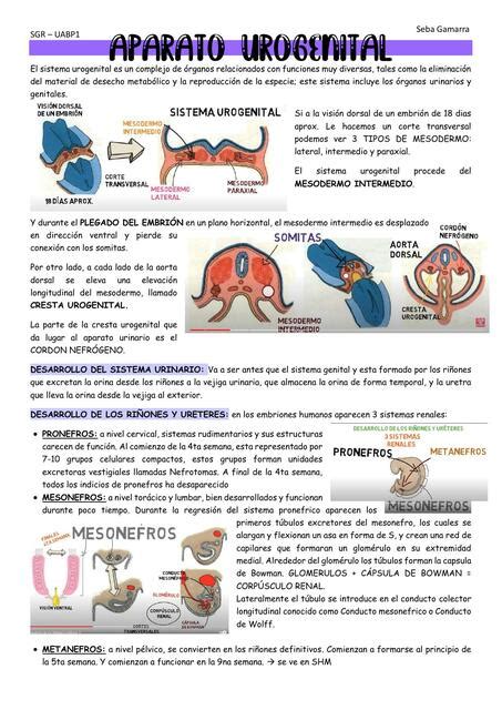 Aparato Urogenital Sebas Gamarra Udocz