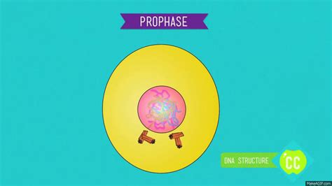 Prophase Of Mitosis Gifs