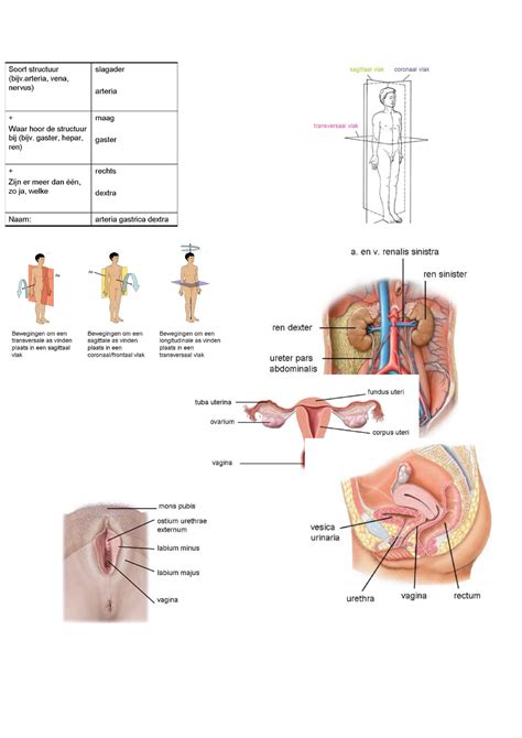 Anatomie Ovv 1 Samenvatting Elearnings Tractus Urogenitalis Tractus