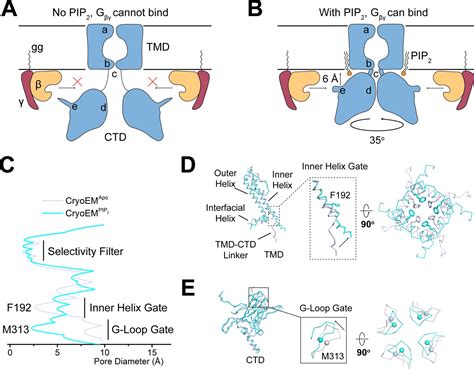 Figures And Data In Cryo EM Analysis Of PIP2 Regulation In Mammalian