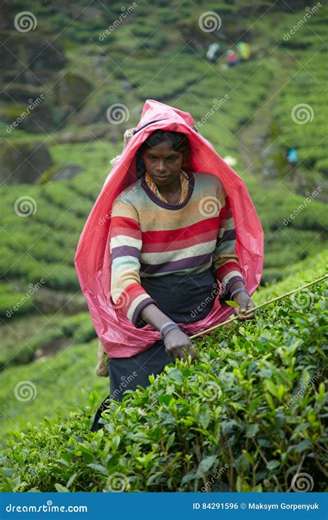 Tamil Tea Pickers Gather A Crop Of Fresh Leaves On A Plantation In The