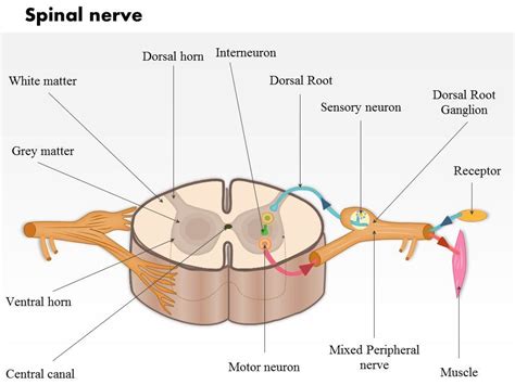 0514 A Typical Spinal Nerve With A Cross Section Of The Spinal Cord ...