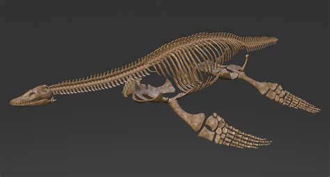 ArtStation - Plesiosaur Skeleton, Evgeniy Mahnyov | Skeleton ...