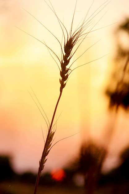 Campo De Trigo Espigas De Trigo Dourado Close Up Foto Premium