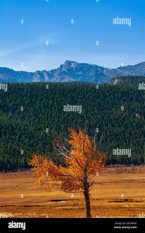 Beautiful fall colors in Rocky Mountain National Park! Stock Photo - Alamy