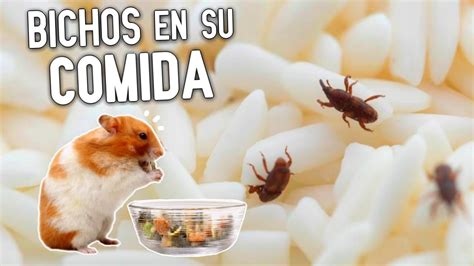 La Comida De Mi Hamster Tiene Bichos Youtube