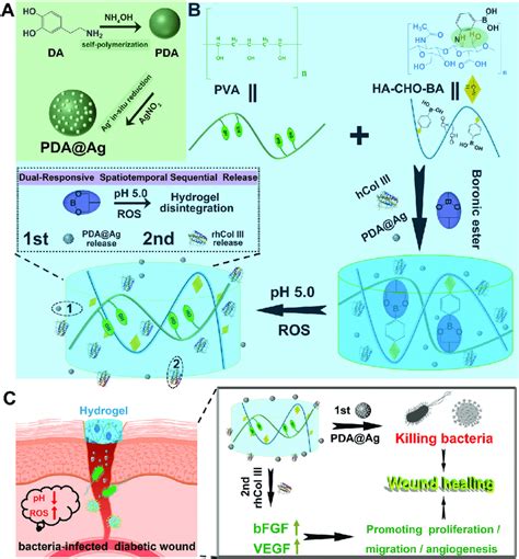 Scheme 1 A Scheme Of The Preparation Of Pda Ag Nps B The Formation