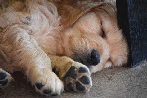 What Puppy Sleeping Positions Mean | Common Sleeping Positions | Furbo ...