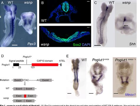 Figure From Protein O Glucosyltransferase Poglut Promotes Mouse