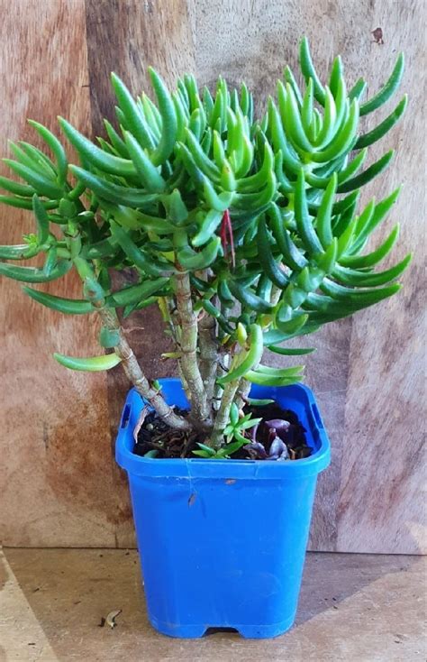 Crassula Tetragona Mini Pine Tree Garden Feast