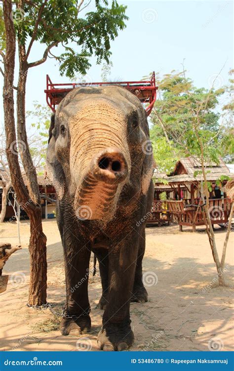 An Elephant Shows His Trunk Stock Photography | CartoonDealer.com #53486780