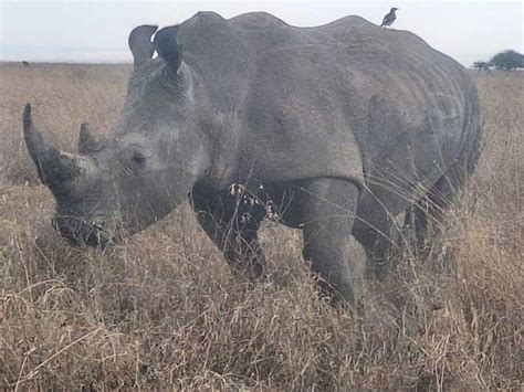 Nairobi National Park Half Day Game Drive With Free Pick Up Getyourguide