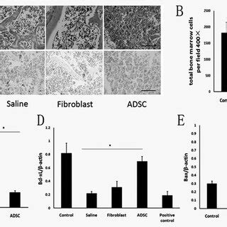 ADSCs Facilitated Total Bone Marrow CFU Formation And MK CFU Formation