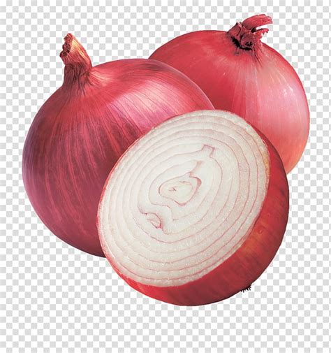 Onions Clip Art Library