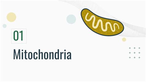 Biology Cell The Unit Of Life Mitochondria And Plastids Ppt Groupwork