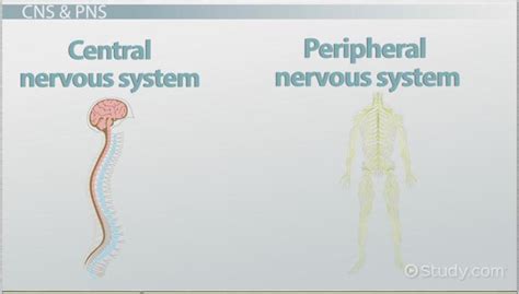 The Human Nervous System | Parts & Functions - Video & Lesson Transcript | Study.com