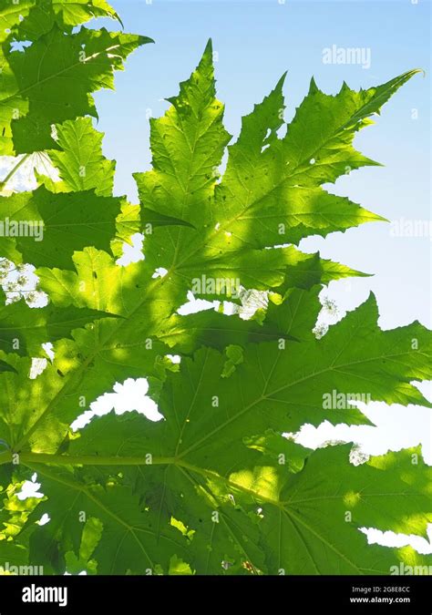 Giant Hogweed Heracleum Mantegazzianum Leaves Solms Hesse Stock