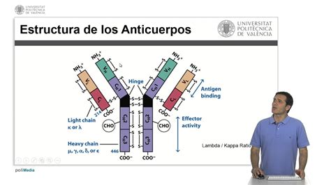 Anticuerpos Upv Youtube