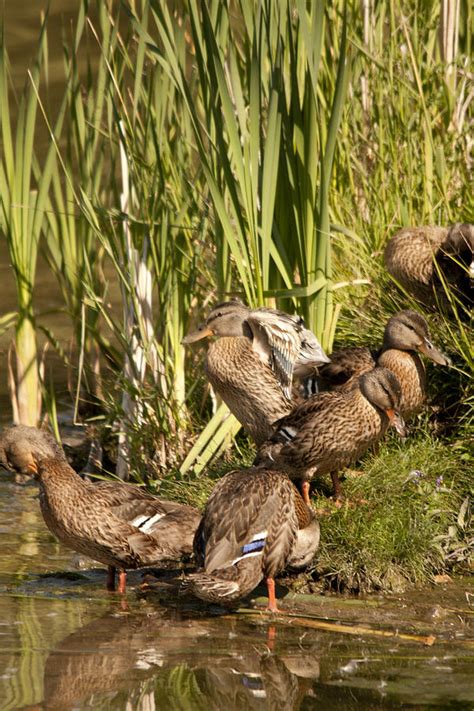 Preening Mallards 2 Photograph By Jason Standiford Fine Art America