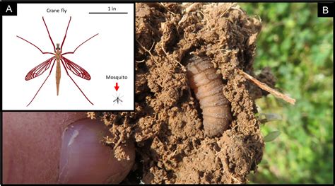 A Native Crane Fly Species May Be A Potential Pest In Alfalfa Fields Of