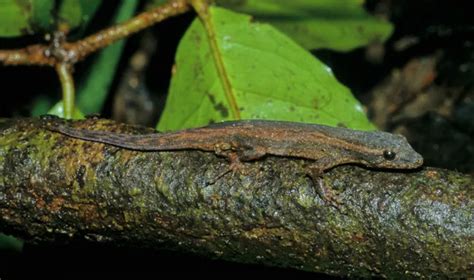 Eight New Minuscule Geckos Discovered In Madagascar Nexus Newsfeed