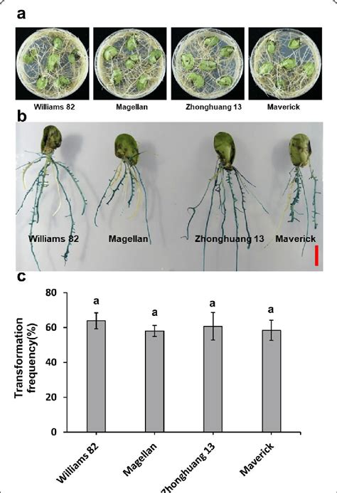 Hairy Root Transformation With Different Soybean Genotypes A Hairy Download Scientific Diagram