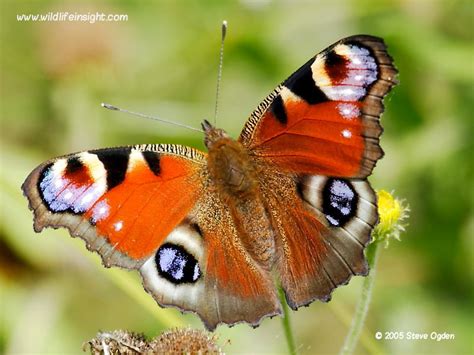 Peacock Butterfly And Caterpillar Inachis Io Wildlife Insight