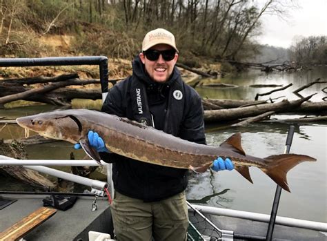 Giant Lake Sturgeon