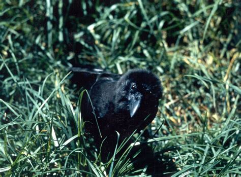 Filecorvus Hawaiiensis In Grass Wikimedia Commons