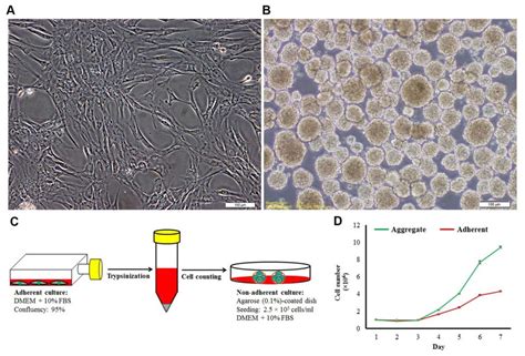 Hesc Msc Aggregation Cells In Adherent A And Non Adherent Culture Download Scientific