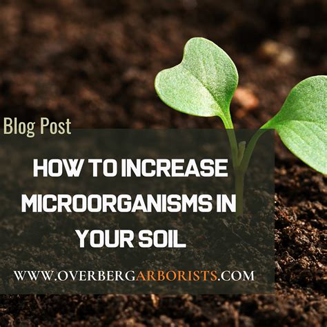 How to increase microorganisms in your soil for soil health.