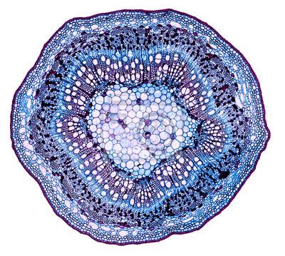 Zea Mays Mais Wurzel Querschnitt Unter Dem Mikroskop Geschnitten