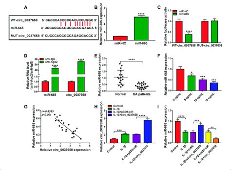 Circ 0037658 Functioned As An Efficient MiR 665 Sponge A The