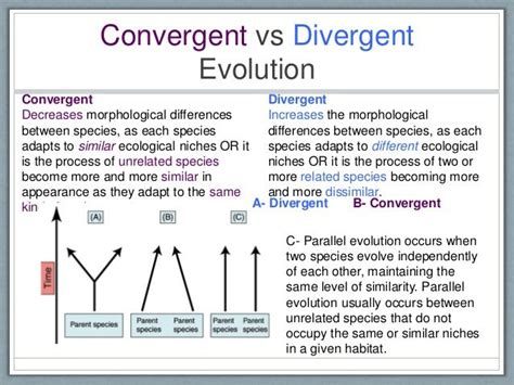 Convergent And Divergent Evolution Venn Diagram Divergent Ev