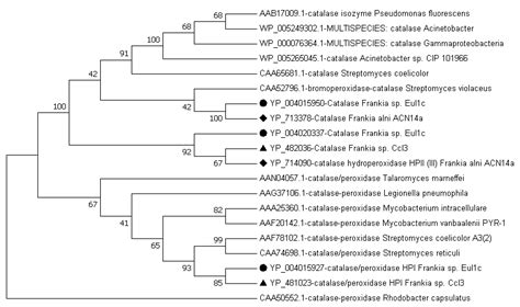 Phylogenetic Tree Analysis Of Catalase And Catalase Peroxidase Amino