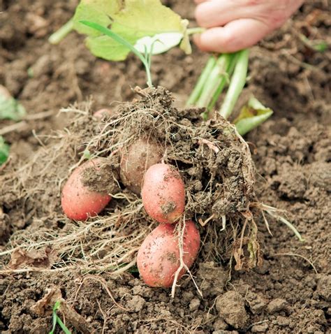 Plantation pomme de terre Comment avoir une bonne récolte